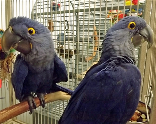 2 Hyacinth Macaw Parrots