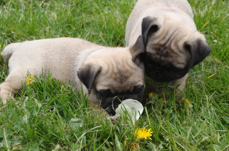 Lovely Pug Puppies Ready For Sale