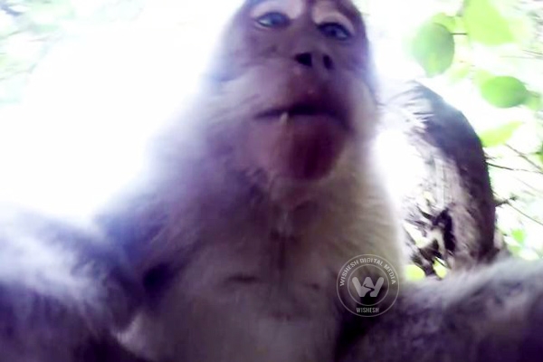 Even monkeys love selfies},{Even monkeys love selfies