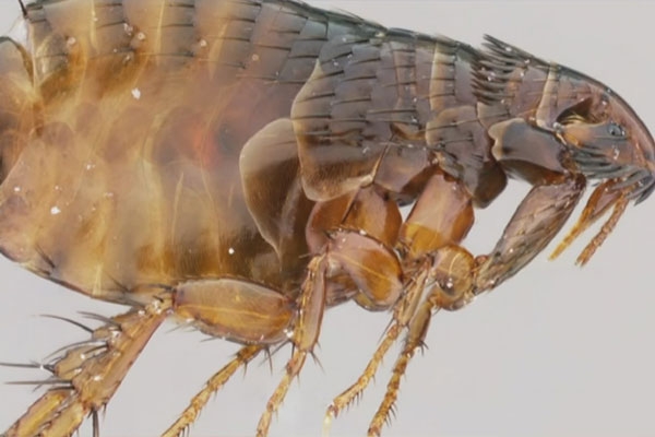 Fleas in North Arizona test positive for plague, officials are insisting public to take proper precautions