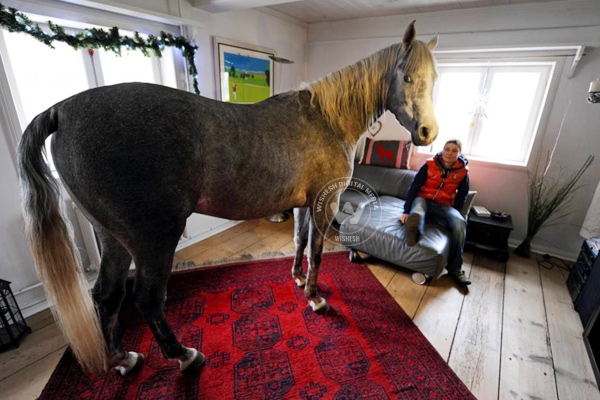 Horse prefers owner&#039;s home to his stable},{Horse prefers owner&#039;s home to his stable