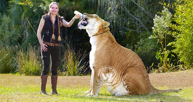 World&#039;s largest cat, Hercules, is a Liger},{World&#039;s largest cat, Hercules, is a Liger