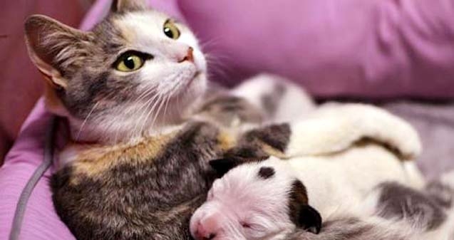 Cats care for an orphan puppy!},{Cats care for an orphan puppy!