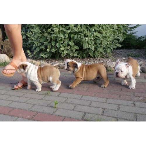 Beautiful male and female English bulldog puppies