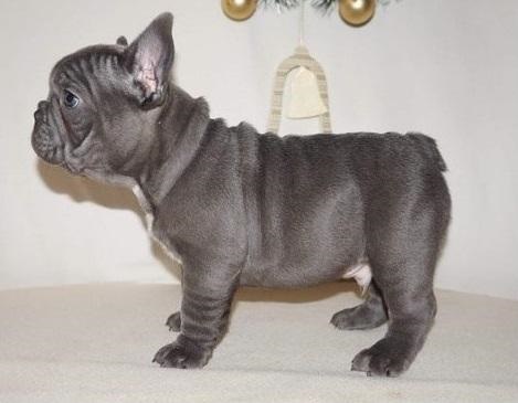 Blue French Bulldog Pups Text Us At 217 471-7677