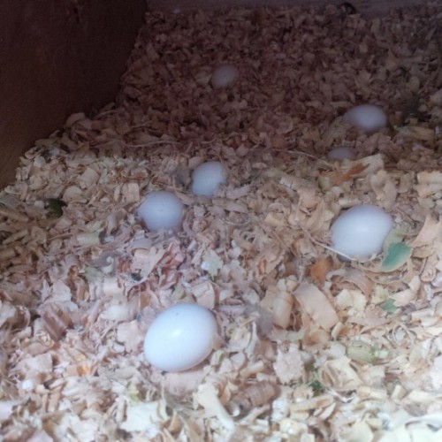 Fertile parrot eggs for all species