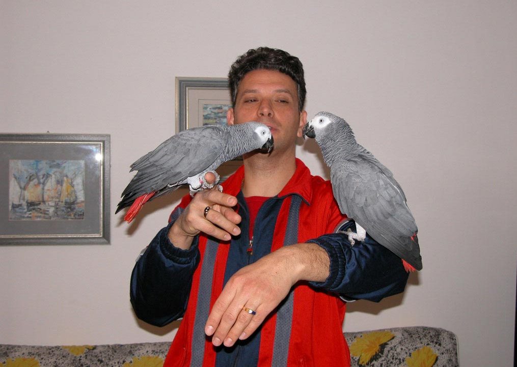 PAIR OF AFRICAN GREY PARROT