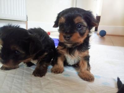 Yorkie puppies...