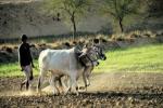 Purchase of Agricultural Land in India, agricultural land, purchase of agricultural land in india by nris foreigners, Agricultural land