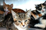 14 cats in house, Port Adelaide Magistrates Court, australian woman locks 14 cats in house until they ate each other, Animal cruelty