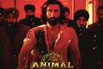 Animal nominations, Animal film, record breaking nominations for animal, Red chillies