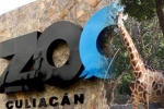 Culiacan Zoo, Culiacan Zoo, animals abandoned during coronavirus lockdown are rescued by a zoo in mexico, Mamma Culiacan Zoo, Culiacan Zoo, animals abandoned during coronavirus lockdown are rescued by a zoo in mexico, Mamma