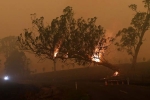 bushfires, wildlife, australia fires warnings of huge blazes ahead despite raining, Hb 2494