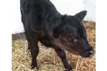 Sankranti, Az Goshala, az goshala save nandi the calf, Dusshera