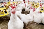 Bird flu latest breaking, Bird flu new updates, bird flu outbreak in the usa triggers doubts, Ntr