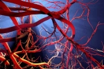 Blood Vessels Stretch health check, Blood Vessels Stretch breaking, how far can blood vessels stretch if laid out end to end, Sachin tendulkar