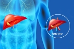 Fatty Liver Disease News news, Fatty Liver Disease News body, body organs that can be affected by fatty liver disease, Body organs