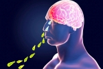 Primary Amoebic Meningoencephalitis news, Primary Amoebic Meningoencephalitis cases, brain eating amoeba in kerala why and how it spreads, Headache
