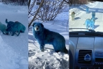 dogs, blue dogs, bright blue stray dogs found in russia, Prank