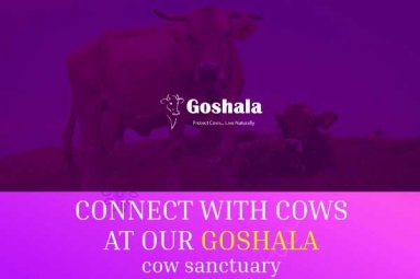 Connect with AZGoshala Cows