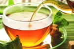 tea, tea, is consuming tea linked to immunity, Harvest