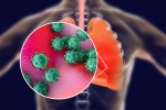 coronavirus, ACE2 and TNPRSS2, new studies explain how the coronavirus enters our body, Ebola