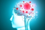 brain, COVID-19, coronavirus is capable of affecting the brain study, Brains