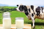 Cow Milk Protein new tips, Cow Milk Protein updates, can cow milk protein lead to type 1 diabetes, Cow milk protein