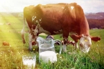 Cow Milk benefits, Cow Milk benefits, ten health benefits of consuming cow milk, Teeth
