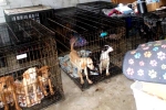Dog Meat South Korea latest, Dog Meat South Korea, consuming dog meat is a right of consumer choice, Dogs