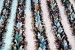 iftar by PCT Humanity, iftar, dubai based charity pct humanity run by indian expat enters guinness world records for holding longest iftar, Gulf news report