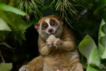 Slow lorises, Red list, cute but deadly the critically endangered slow lorises, Hungry