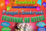 Festival of Kites – Pongal & Sankranti, AzGoshala, festival of kites pongal sankranti, Bullock