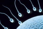 Super Foods To Improve Sperm Count, Super Foods To Improve Sperm Count, 8 super foods to improve sperm count, Bromelain