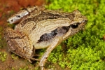 South Indian Frog Mucus Kills H1 Influenza Virus, South Indian Frog Mucus Kills H1 Flu Virus, south indian frog mucus kills flu virus, Frog