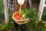 Fruits and Veggies updates, Fruits at Home, fruits and veggies that are easy to grow at home, Mangoes