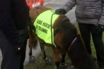 guide dog, guide horse, indian origin man with eye condition to get guide horse in uk, Blind man