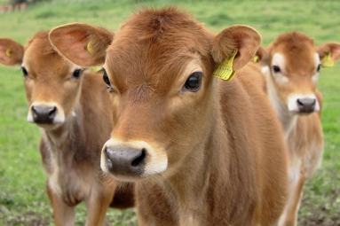 Goshala, Cow Shelter in San Tan Valley