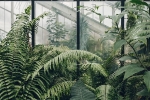 green, home, growing plants good for you and your home, Oil spill