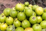 Guava latest breaking, Guava, who should be careful with guava, Guava