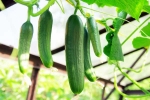 Cucumber latest breaking, Cucumber viral, hack to grow cucumber is going viral for all the right reasons, Plastic