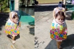 Halloween 2018, Charlie, halloween 2018 2 year old girl s creepy costume takes internet by storm, Halloween