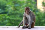 Monkey bite, survive monkey bite, how to survive a monkey attack handle it without panicking, Snatch