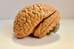 Jayanthi Sivaswamy, Brains, indians have smaller brains a study revealed, Indian brain atlast