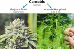Industrial hemp in Arizona, Arizona approves Industrial hemp, industrial hemp gets nod from arizona governor, Gov ducey