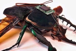 Robotized Cockroaches articles, Robotized Cockroaches research, insects robotized to hunt for survivors in a collapsed building, Robotized cockroaches
