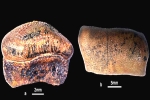 Hybodont Sharks latest, Hybodont Sharks in India, new species of jurassic age hybodont shark discovered in rajasthan, Teeth