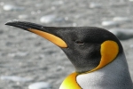 Danish researchers, Danish researchers, laughing gas released from penguins poop causes a ruckusto the environment, Laughing