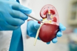 Lower Creatinine Levels for health, Creatinine Levels and Kidney health, tips to lower your creatinine levels, Muscle training
