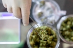 coronavirus, Covid-19 Vaccine, lung damage from covid 19 can be prevented with cannabidiol, Sally